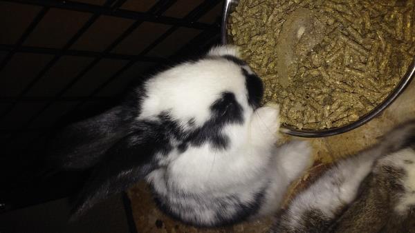 /Images/uploads/Humane Society of Utah/HSUCalendar/entries/1433thumb.jpg